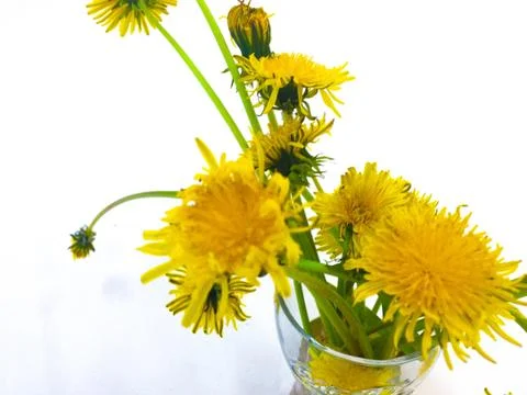 Dandelions Stock Photos