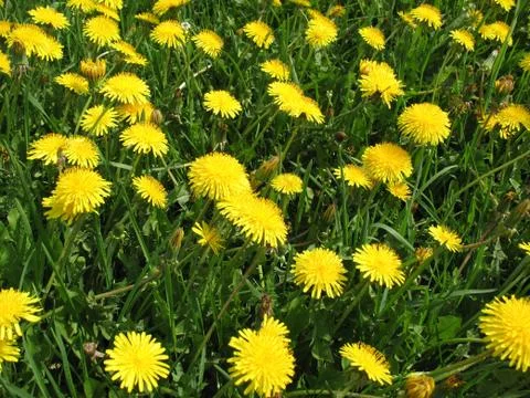 Dandelions Stock Photos