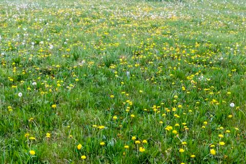 Dandelions Foto stock
