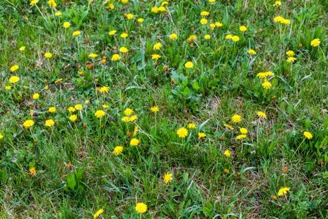 Dandelions Stock Photos
