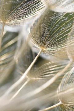 Dandelions Foto stock