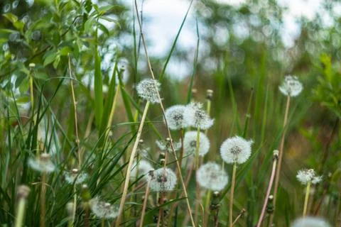 Dandelions Stock Photos
