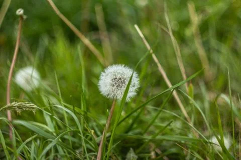 	Dandelions Stock Photos