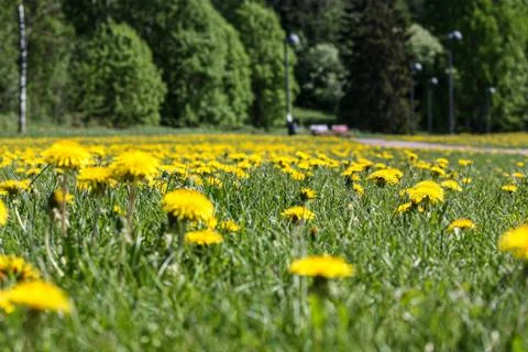 Dandelions Stock Photos