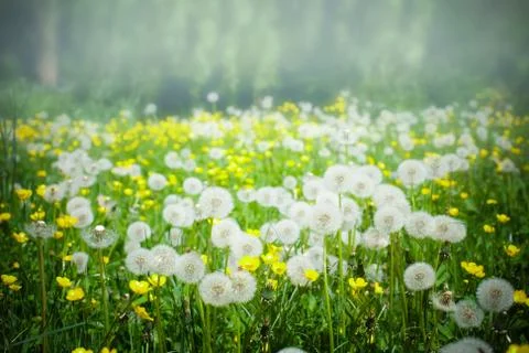 Dandelions Stock Photos