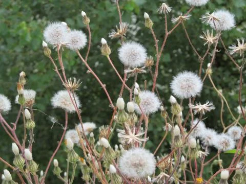 Dandelions Stock Photos