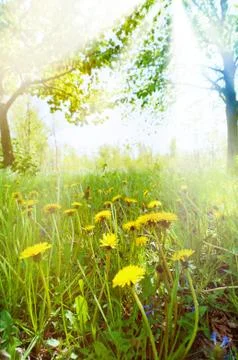 Dandelions 스톡 사진