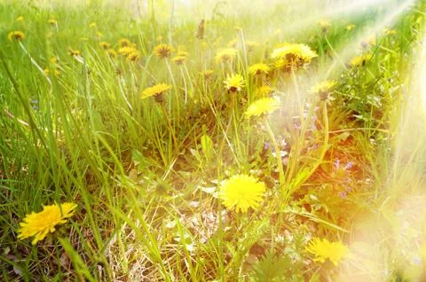 Dandelions 스톡 사진