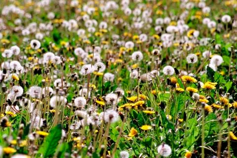 Dandelions Stock Photos
