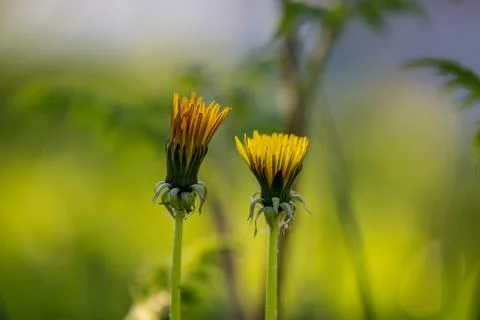 Dandelions Stock Photos