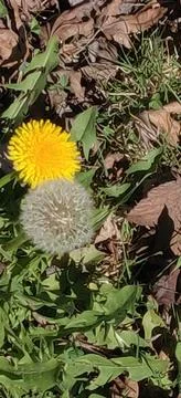 Dandelions Foto stock