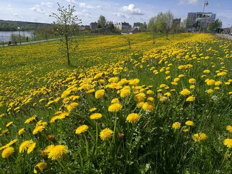Dandelions Stock Photos
