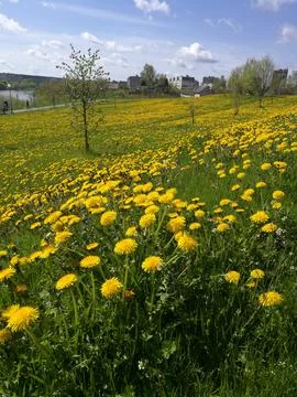 Dandelions Stock Photos