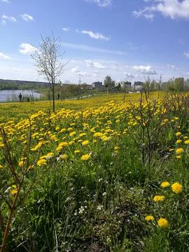 Dandelions Stock Photos