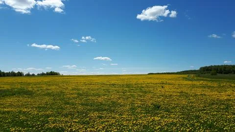 Dandelions Stock-Fotos