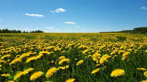 Dandelions Stock-Fotos