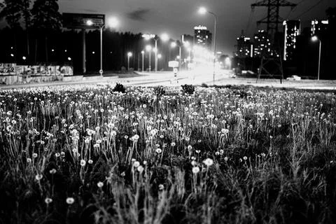 Dandelions Stock Photos