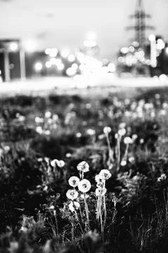 Dandelions Stock Photos