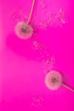 Dandelions Stock Photos