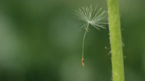 Dandelion's pollen waiting to fly Stock Footage 36347395