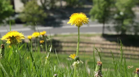 Dandelions on the road 動画素材 26848356