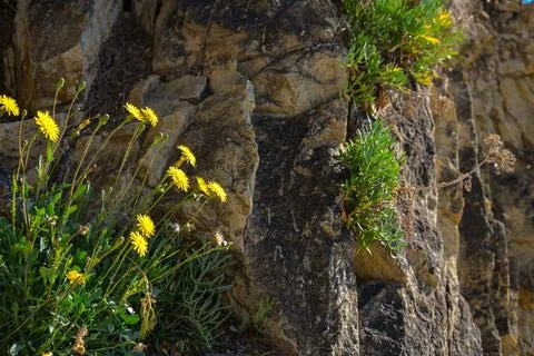 Dandelions on the rocks Stock Photos