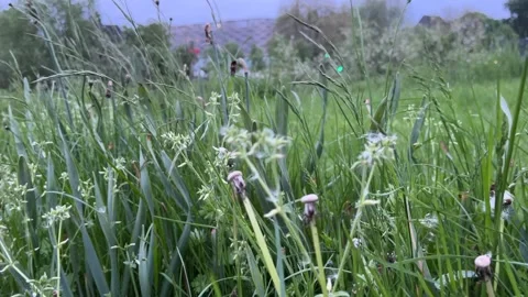 Dandelions ruslting in the wind Stock Footage 242601748