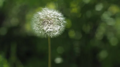 The dandelion's seed head, composed of numerous achenes Video stock 278118346