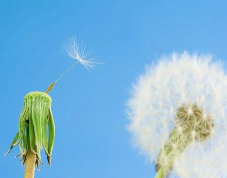 Dandelions with seeds Stock Photos