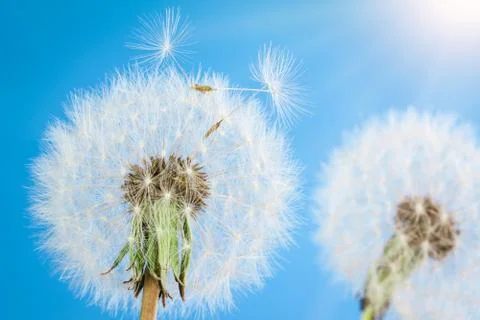 Dandelions with seeds Stock Photos