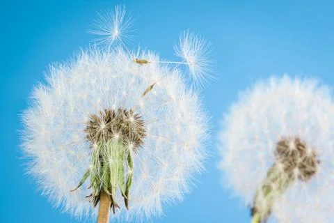 Dandelions with seeds Foto stock