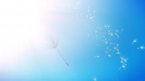 Dandelions Sky Background (Loop) Video stock 50502947