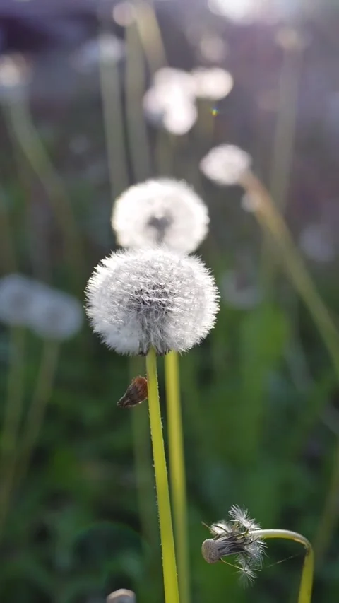 Dandelions slow mo Stock Footage 310521397