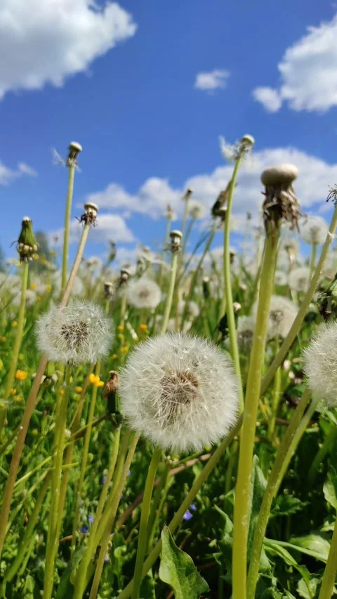 Dandelions ( slow motion ) 2 Stock Footage 277305907