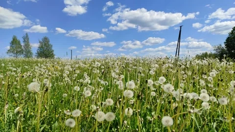 Dandelions ( slow motion ) 3 Stock Footage 277305893