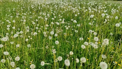 Dandelions ( slow motion ) 4 Stock Footage 277305943
