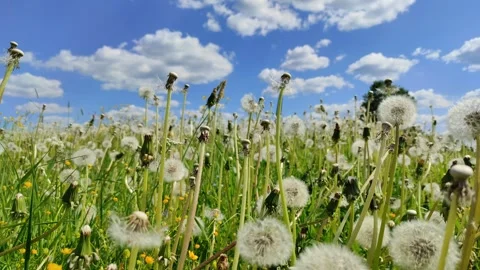 Dandelions ( slow motion ) 5 Stock Footage 277305789
