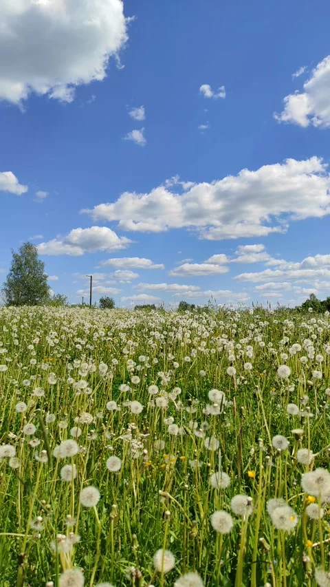 Dandelions ( slow motion ) Video stock 277305864