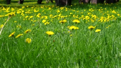 Dandelions Spring Flowers Video stock 45351690