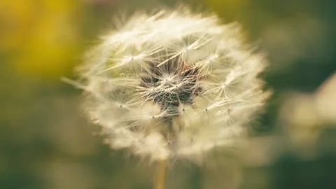 Dandelions in spring Vidéo 244299752