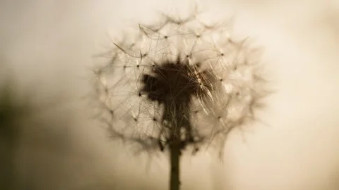 Dandelions in spring Stock-Footage 244299816
