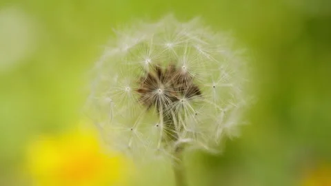 Dandelions in spring Stock Footage 244299838