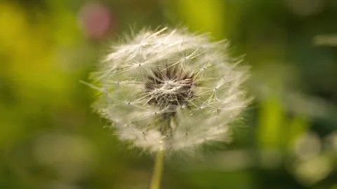 Dandelions in spring Vidéo 244299850
