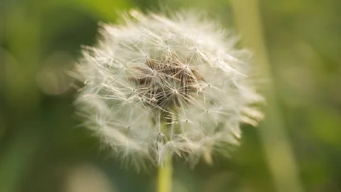 Dandelions in spring Stock Footage 244299868
