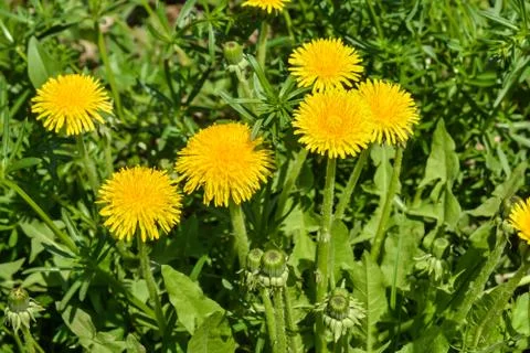 Dandelions in the spring meadow. Stock Photos