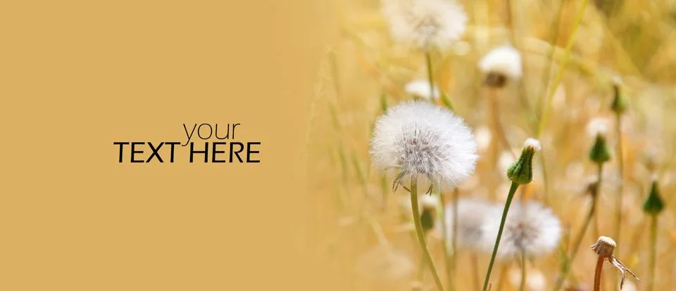 Dandelions in spring time with the copy space Stock Photos