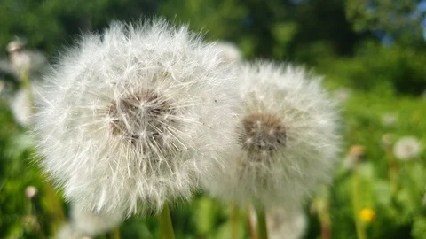 Dandelions in the summer in the close-up Stock Footage 109123400