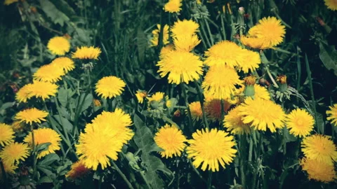 Dandelions Summer Flowers Stock Footage 154602779