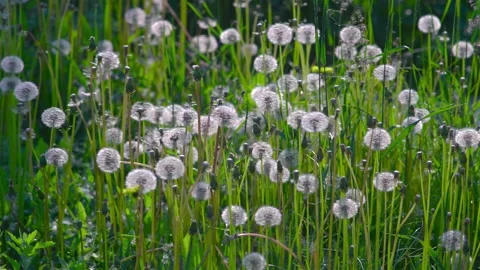 Dandelions in summer Video stock 296798345