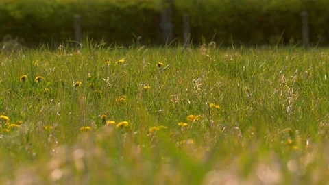 Dandelions in summer meadow Stock Footage 179082608